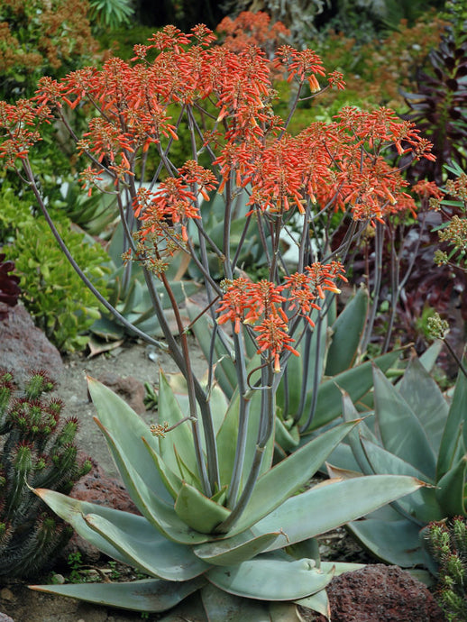Succulents/Cactus/Aloe