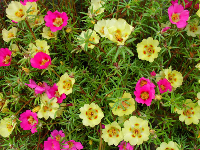 Moss Rose (Portulaca grandiflora)
