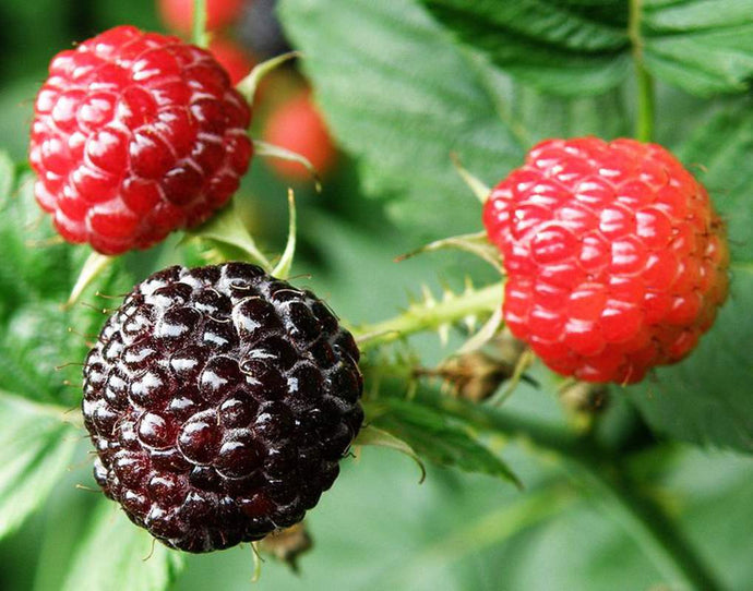 Raspberry