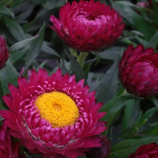 Strawflower