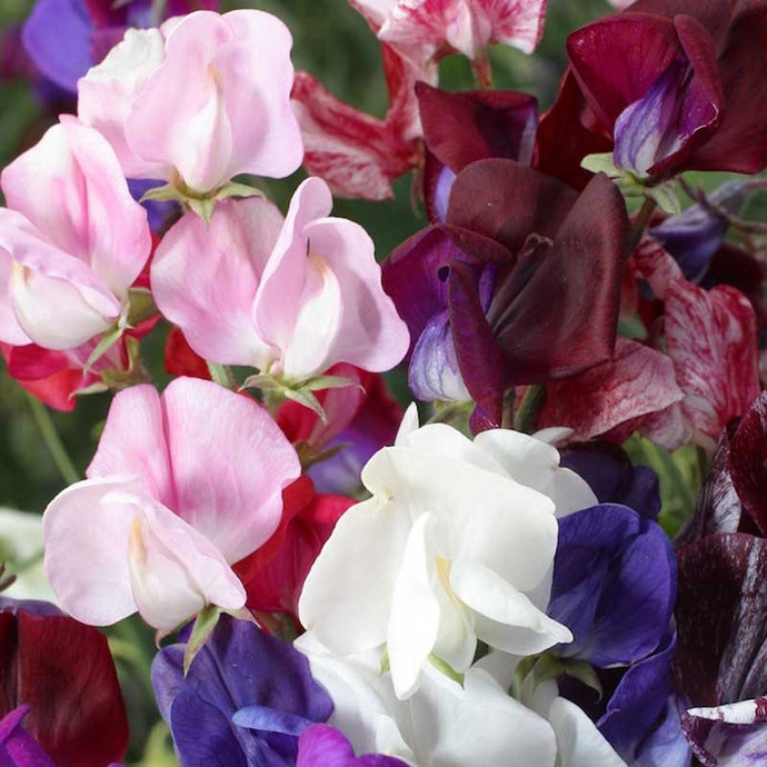 Sweet Pea