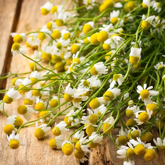 Chamomile