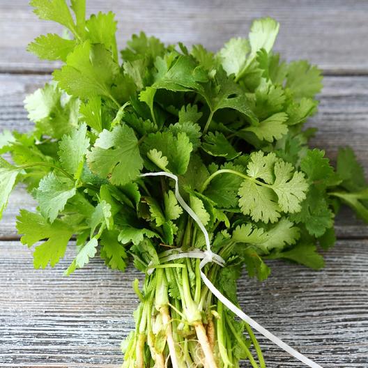 Cilantro/Coriander