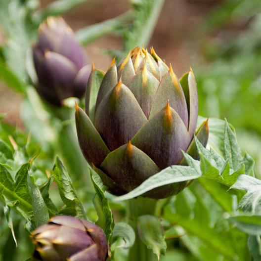 Artichokes