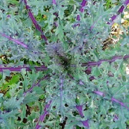 Kale