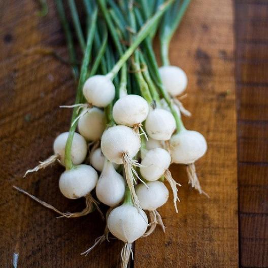 Onions - Short Day/Long Day & Bunching