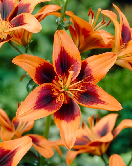 Lily Bulbs