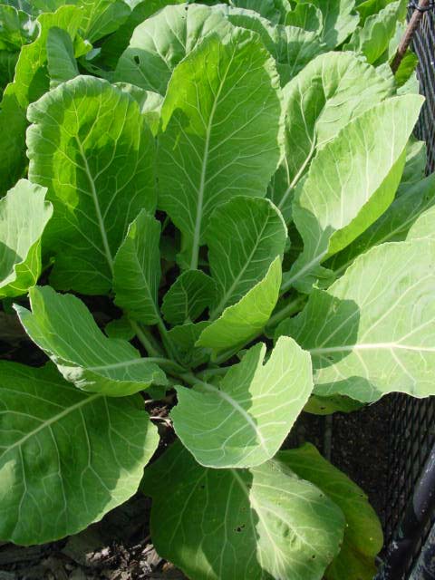 Collard Greens