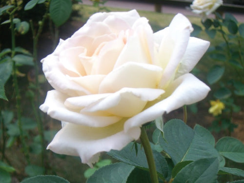 Roses