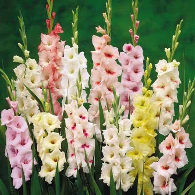 Gladiolus Bulbs