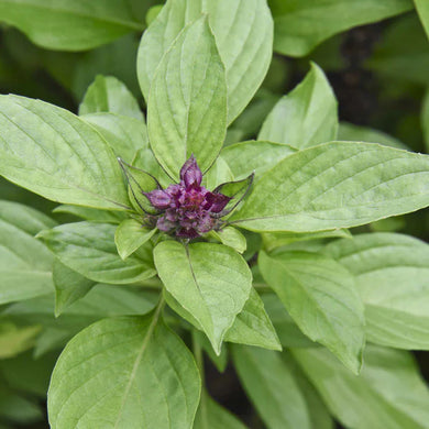 Siam Queen Basil