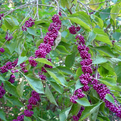 American Beautyberry