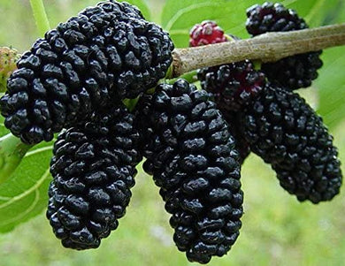 Black Mulberry