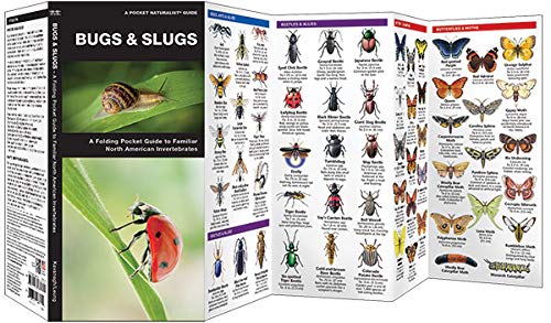 Bugs and Slugs