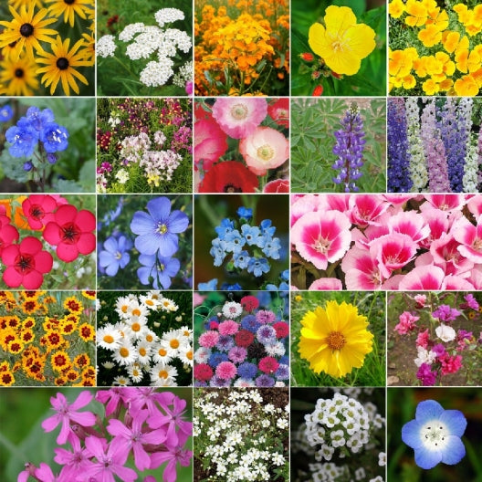 Small Bag Coastal California Region Wildflowers