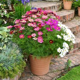 Sensation Mix Dwarf Early Cosmos