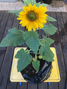 3 Gallon Plastic Grow Bag