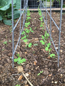 Sugar Snap Peas