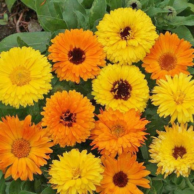 Pacific Beauty Calendula Mix