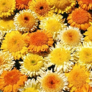 Kablouna Calendula Mix