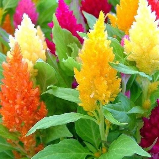 Pampas Plume Celosia Mix