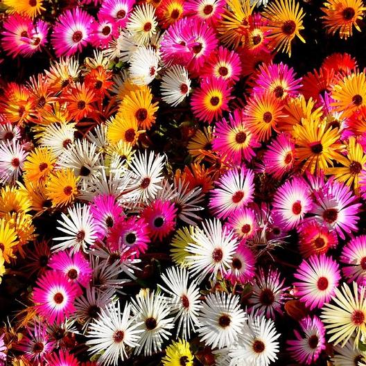 Livingstone (Ice Plant) Daisy Mix
