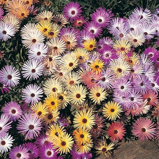 Pastel Livingstone (Ice Plant) Daisy Mix