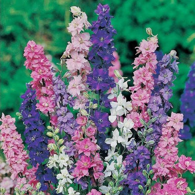 Tall Rocket Larkspur Seed Mix