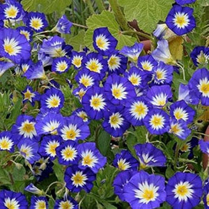 Royal Ensign Morning Glory