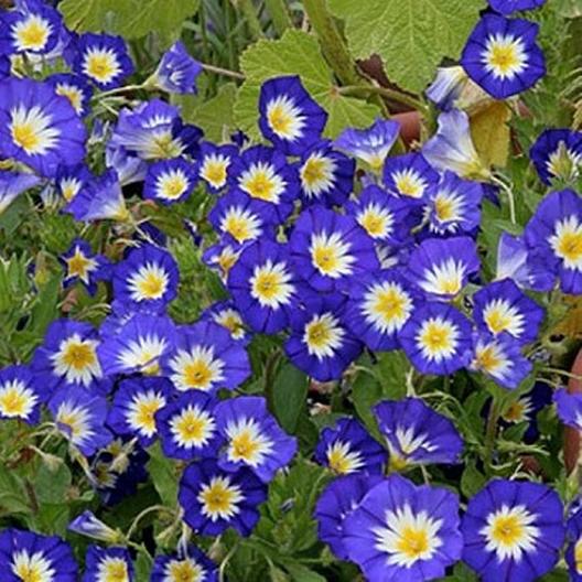 Royal Ensign Morning Glory