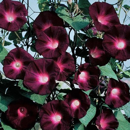 Knowlians Black Morning Glory