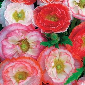 Shirley Double Poppy Mix