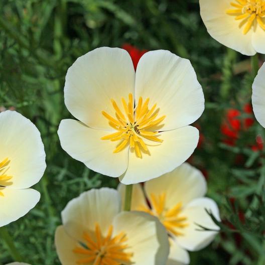White Linen California Poppy