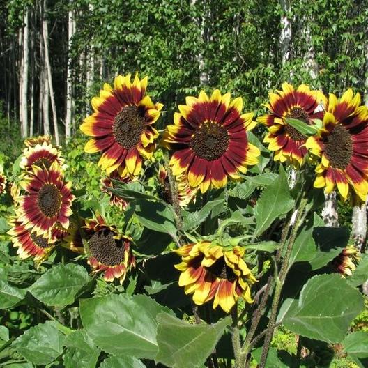Floren Sunflower