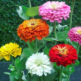 Dahlia Flowered Zinnia Mix