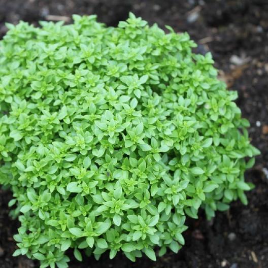 Spicy Globe Basil