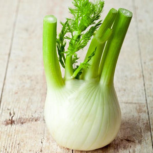 Florence Fennel