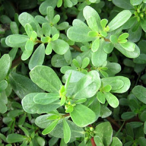 Purslane