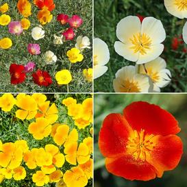 California Dreamin' Poppy Mix