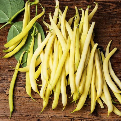 Top Notch Golden Wax Bush Bean