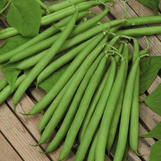 Harvester Bush Bean
