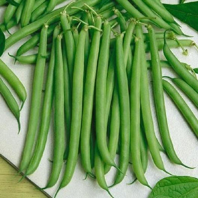 Slenderette Bush Bean