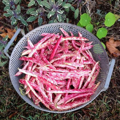 Taylor Dwarf Horticultural Bush Bean
