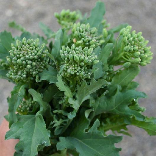 Spring Rapini Broccoli-Raab