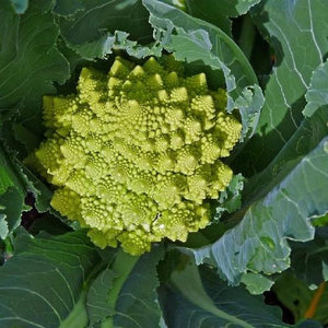 Romanesco Broccoli