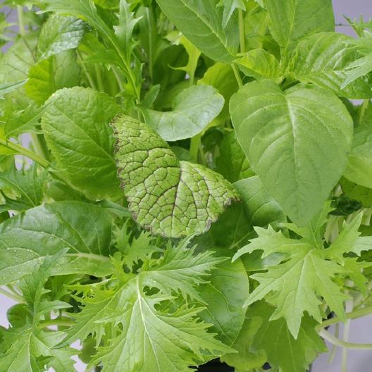 Japanese Green Lettuce Seed Mix
