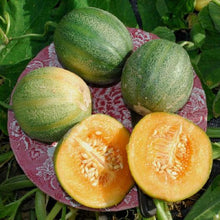 Load image into Gallery viewer, Minnesota Midget Cantaloupe