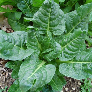 Donate a seed bag