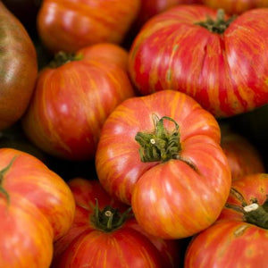 Big Rainbow Tomato