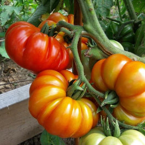 Cuostralee Tomato